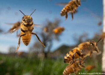 Científicos descubren que los insectos pueden aumentar la carga eléctrica atmosférica