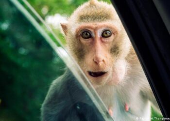 Paralelismos con el VIH: virus de monos similar al ébola está «listo» para saltar a humanos