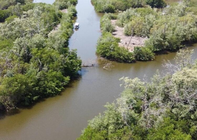 En cinco años la Ciénaga Grande ha recuperado 7.000 hectáreas de manglar
