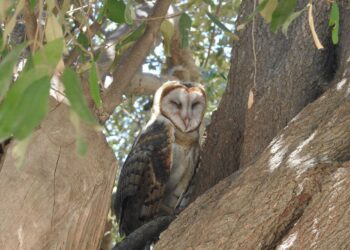 Las supersticiones están propiciando más ataques contra búhos y lechuzas