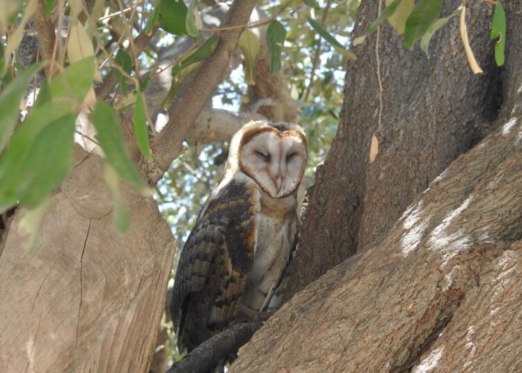 Las supersticiones están propiciando más ataques contra búhos y lechuzas