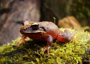 Científicos descubren nuevo género de ranas en la Sierra Nevada