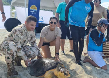 Liberaron 5 tortugas marinas y 2 tiburones en Santa Marta