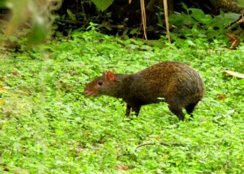 Consumo de carne de monte, una alerta que Corpamag lanza en el Magdalena