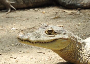 Las inundaciones han disparado la presencia de babillas en el Magdalena