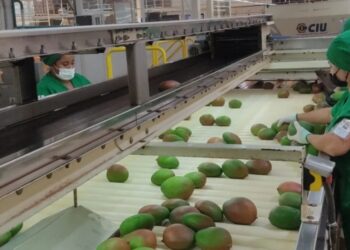 Más de 20 toneladas de mango salieron hacia Estados Unidos
