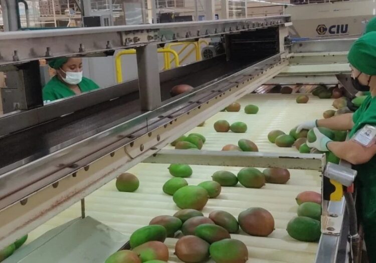 Más de 20 toneladas de mango salieron hacia Estados Unidos