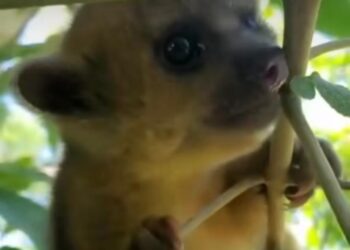 Corpamag muestra cómo se adapta un oso de miel rescatado siendo bebé