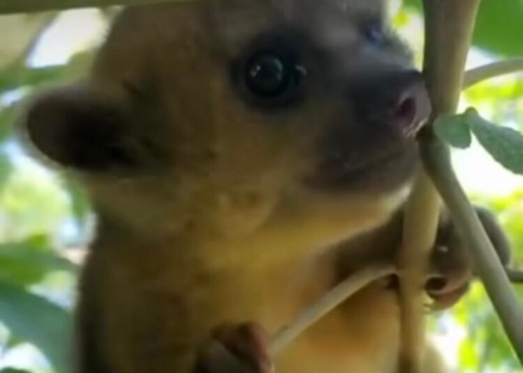 Corpamag muestra cómo se adapta un oso de miel rescatado siendo bebé