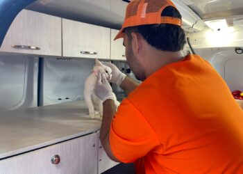 La gatita sorda que se robó la atención en las jornadas de esterilización en Santa Marta