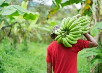 Bananeros piden al Gobierno reforzar medidas y recursos contra el Fusarium