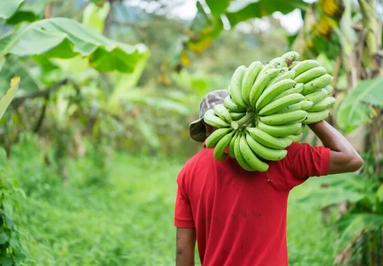 Bananeros piden al Gobierno reforzar medidas y recursos contra el Fusarium