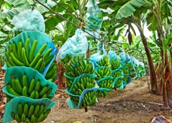 Asbama e ICA monitorean 13 mil hectáreas de banano para prevenir Fusarium