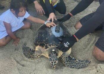 En Santa Marta liberan 4 tortugas, una de ellas con transmisor GPS