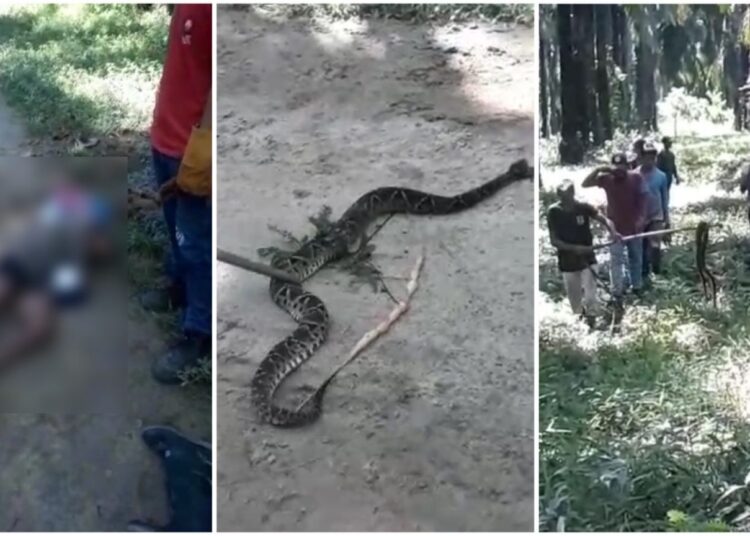 Mapaná mató a hombre en Algarrobo