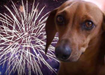 Las afectaciones que sufren los animales por detonaciones de pólvora