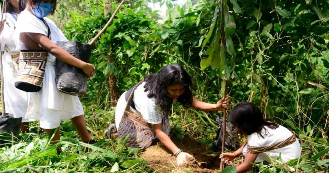 Reforestarán 54 hectáreas de bosque en Aracataca y Fundación