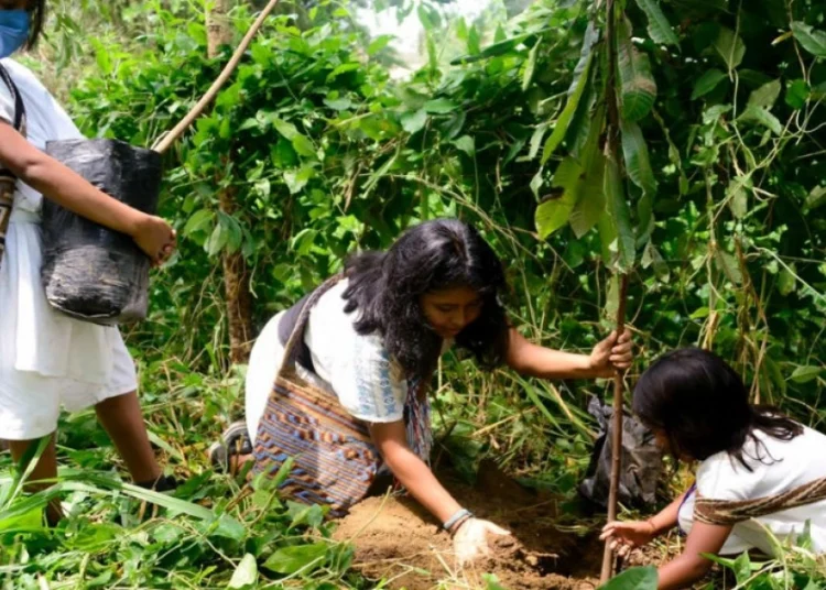 Reforestarán 54 hectáreas de bosque en Aracataca y Fundación