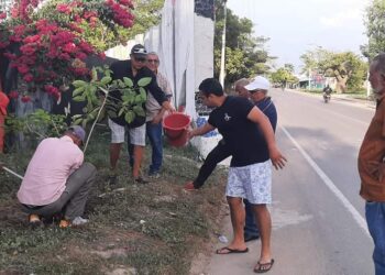 Masiva siembra de cañaguate en Aracataca para ‘vestirlo’ de amarillo