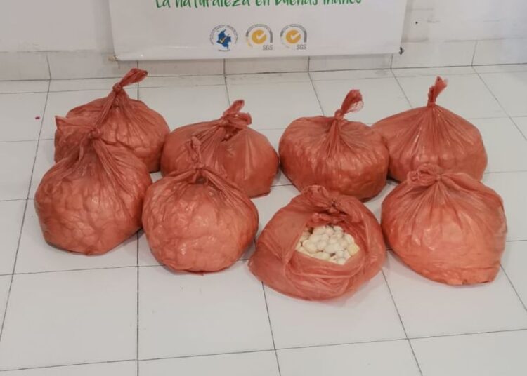 Policía y Corpamag decomisan 4500 huevos de iguana