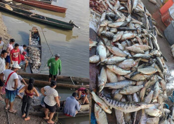 Con la subienda del río, llegaron más bocachicos a El Banco