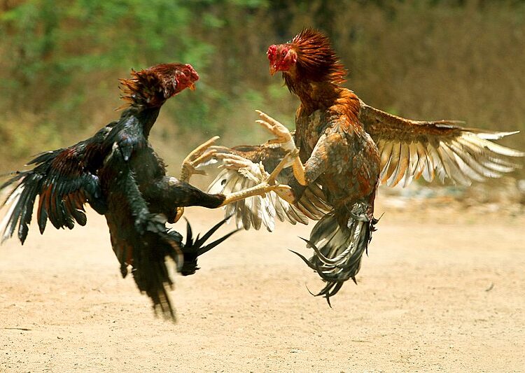 Piden suspender las peleas de gallos en Colombia