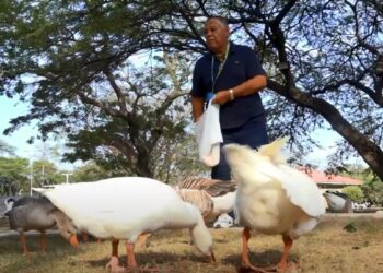 Los gansos tienen su guardián en Unimagdalena