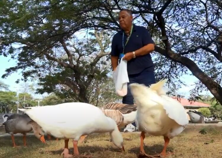 Los gansos tienen su guardián en Unimagdalena