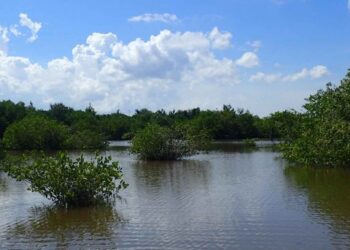 Más de 7.000 hectáreas recuperadas de manglar en la Ciénaga Grande