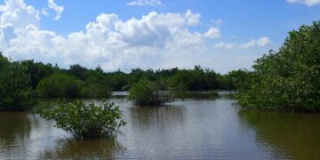 Más de 7.000 hectáreas recuperadas de manglar en la Ciénaga Grande
