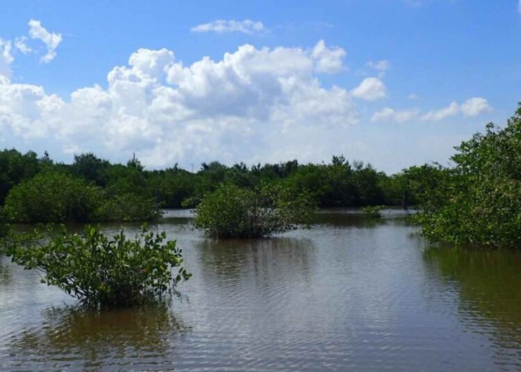 Más de 7.000 hectáreas recuperadas de manglar en la Ciénaga Grande