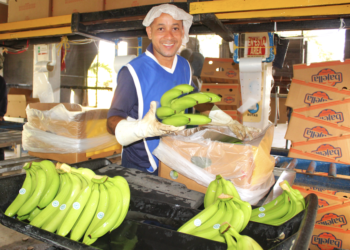 Creció el sector bananero en el 2022 pero con serias dificultades