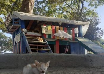 Queman la Casa de Los Gatos del ‘Poli’  con varios animalitos en su interior