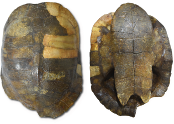Descubren en Colombia el fósil más antiguo de las tortugas acuáticas: tiene 13 millones de años