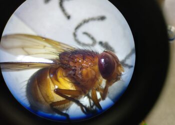 ¿Qué callan los insectos y qué están descubriendo investigadores en Magdalena?