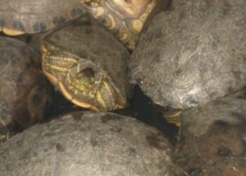 Rescatan 37 hicoteas y aves silvestres que serían comercializadas en el Magdalena