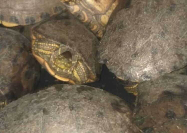 Rescatan 37 hicoteas y aves silvestres que serían comercializadas en el Magdalena