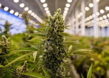 La industria del cannabis tendrá su congreso en el Magdalena