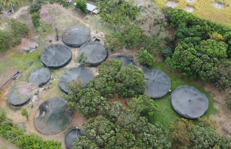 Le ‘pillan’ contrabando de energía a cantante Álex Manga