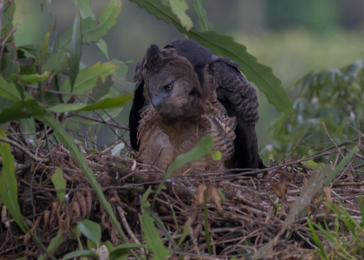 El águila crestada se encuentra en áreas grandes de bosques a lo largo de gran parte de Centro y Suramérica. En Tierralta (Córdoba) se registró el primer nacimiento de una cría en el país. /Foto cortesía Hugo Herrera (SOC)