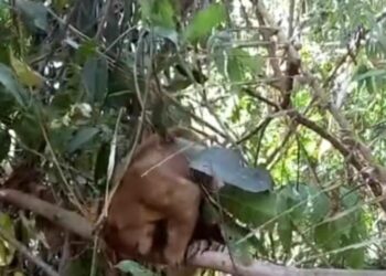 Continúan las liberaciones de especies silvestres en el Magdalena