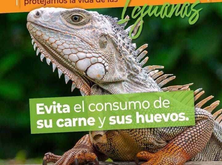 Una invitación a proteger la vida de las iguanas en el Magdalena