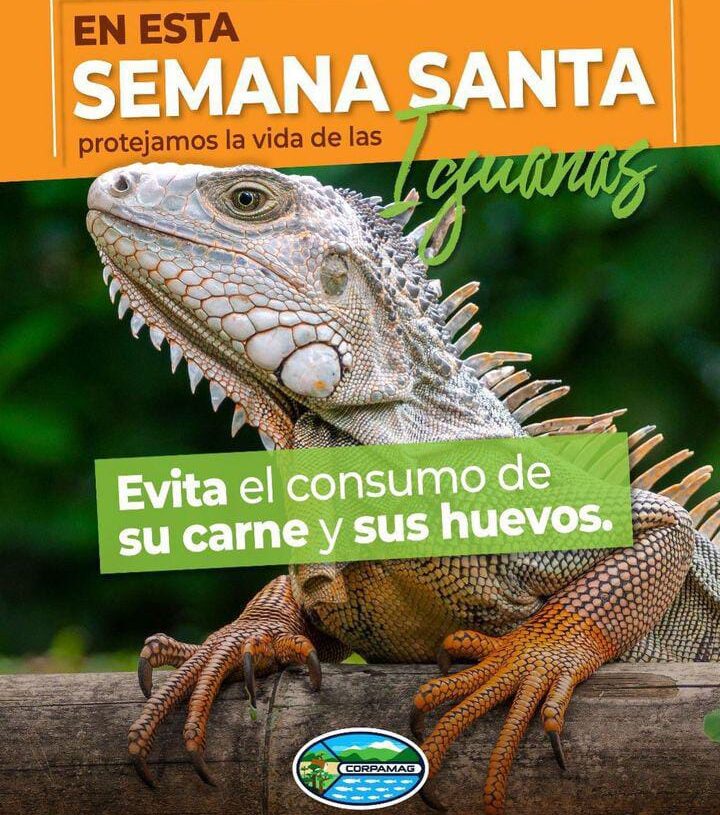 Una invitación a proteger la vida de las iguanas en el Magdalena