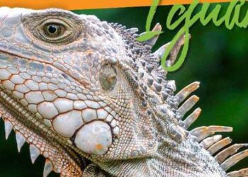 Una invitación a proteger la vida de las iguanas en el Magdalena