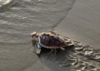 Tras su recuperación: 21 tortugas retornan al mar en Inca Inca