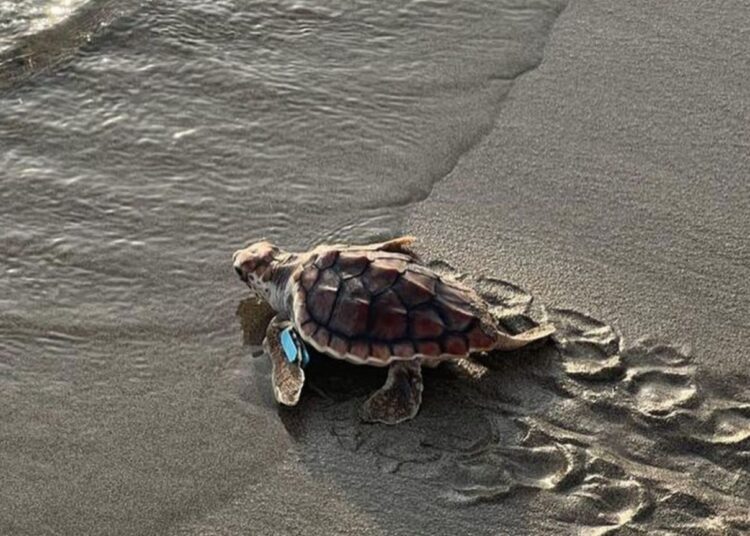 Tras su recuperación: 21 tortugas retornan al mar en Inca Inca