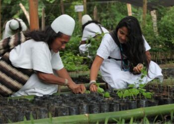 Así reverdece la Sierra Nevada: 745.000 árboles sembrados para restauración