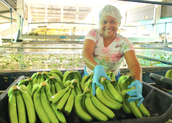 Así avanza la organización del primer congreso bananero del Caribe en Santa Marta