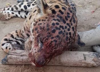 ¡Matan un jaguar en la Sierra Nevada de Santa Marta!