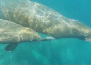 Avistan madre manatí con cría en El Rodadero y piden respetarles la vida